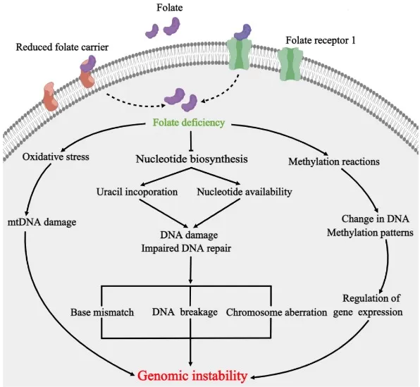 Diagram showing how folate deficiency disrupts DNA synthesis and methylation, leading to uracil misincorporation, strand breaks, and impaired neural tube closure in embryonic development.
